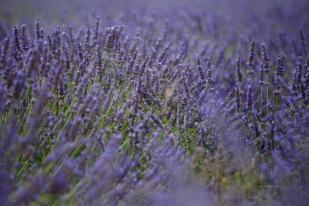 Photo for Blooming purple lavender flowers in a lavender field, floral background, perfume ingredients. - Royalty Free Image