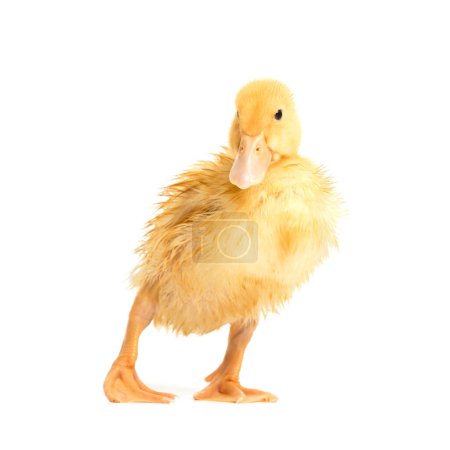 Téléchargez les photos : Un mignon petit canard humide se tient sur un fond blanc et sèche ses plumes. - en image libre de droit