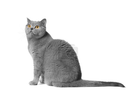 Téléchargez les photos : Un chat britannique bleu aux grands yeux orangés est assis sur un fond blanc. Chat gris pur sur blanc isolé. - en image libre de droit