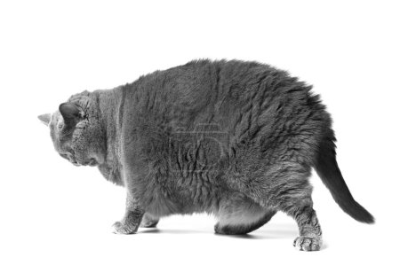 Foto de Un gato británico gris y gordo con grandes ojos amarillos se para frente a un fondo blanco. La obesidad del gato escocés. - Imagen libre de derechos