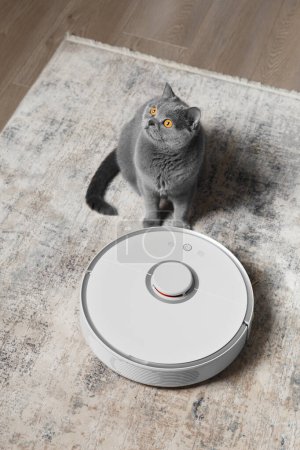 Photo for British cat near the vacuum cleaner robot in the living room. The concept of smart home, easy daily cleaning of the house where pets live. - Royalty Free Image