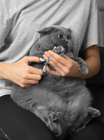 Photo for Cat nail trimming. The veterinarian trims the nails of a British breed cat. Pet care. The girl cuts the claws of a gray cat close-up. A tool for cutting the claws of animals in the hands of a close-up - Royalty Free Image