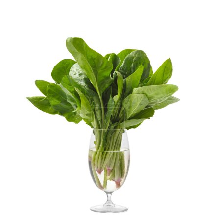 Photo for A bunch of fresh green organic spinach in a clear glass beaker with water on a white background. Useful products, a source of fiber, vitamins, minerals. - Royalty Free Image