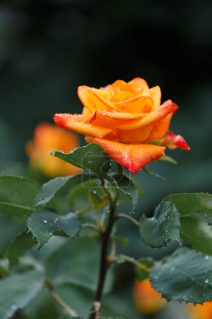 Foto de Rosas naranjas brillantes en gotas de lluvia, primer plano. Fondo floral. - Imagen libre de derechos