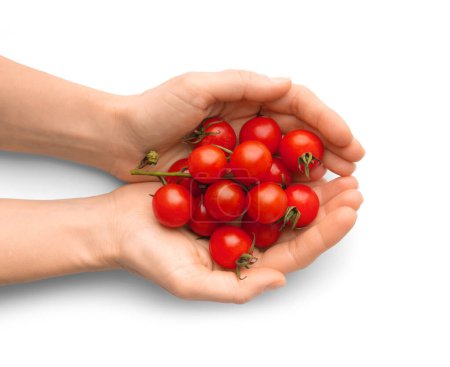 Téléchargez les photos : Mains féminines tenant des tomates cerises biologiques dans leurs paumes sur un fond blanc, vue du dessus. - en image libre de droit