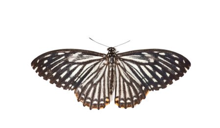 Téléchargez les photos : Un beau papillon commun Mime (Papilio Clytia), sur fond blanc, vue de dessus, gros plan - en image libre de droit