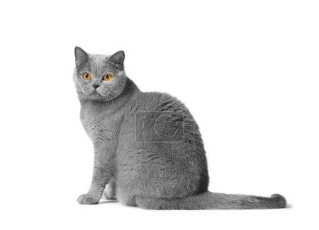 Téléchargez les photos : Un joli chat bleu à poil court britannique est assis sur un fond blanc et regarde la caméra avec de grands yeux orange. Chat gris pur isolé. - en image libre de droit
