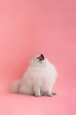 Foto de Retrato de un lindo cachorro de pomerania esponjosa. Un pequeño perro sonriente se sienta y lame sus labios sobre un fondo rosa brillante. - Imagen libre de derechos