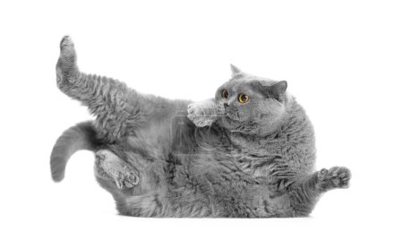Téléchargez les photos : Gros chat britannique pose drôle sur un fond blanc. Obésité des chats, un chat en surpoids se trouve sur le côté et tente de se lever. - en image libre de droit
