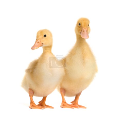 Photo for Cute ducklings on a white background. Two little ducklings in funny poses on white isolated. - Royalty Free Image