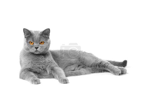 Téléchargez les photos : Un chat britannique pur-sang avec de grands yeux orange se trouve sur un fond blanc et regarde attentivement dans la caméra. - en image libre de droit
