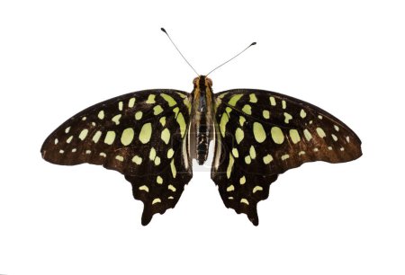 Photo for Large forest tropical butterfly Graphium agamemnon on a white background, top view - Royalty Free Image