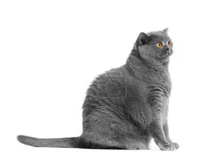 Téléchargez les photos : Un gros chat à poil court britannique est assis sur un fond blanc et regarde avec surprise. Obésité, surpoids des chats, nourriture spéciale diététique pour animaux de compagnie. - en image libre de droit