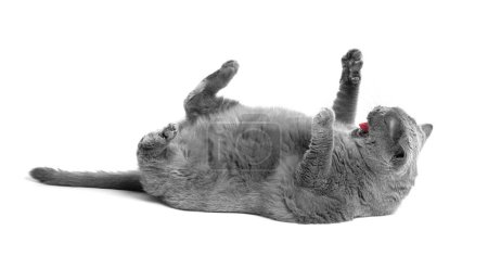 Téléchargez les photos : Un gros chat britannique repose sur le dos avec ses pattes levées sur un fond blanc. Un chat écossais en colère siffle ou crie dans une pose drôle. - en image libre de droit
