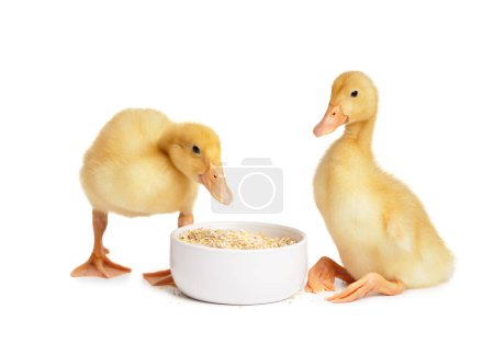 Foto de Lindos patitos divertidos comen comida de un tazón sobre un fondo blanco. Aves jóvenes, publicidad para alimentación avícola. - Imagen libre de derechos