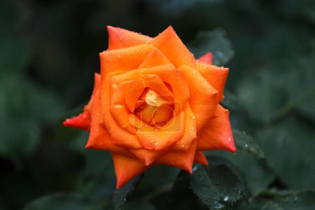 Téléchargez les photos : Roses orange vif en gouttes de pluie, gros plan. Fond floral. - en image libre de droit