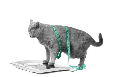 Photo for A British shorthair blue cat stands on a scale on a white background, wrapped in a measuring tape. Concept of weight control, weight loss, diet. - Royalty Free Image