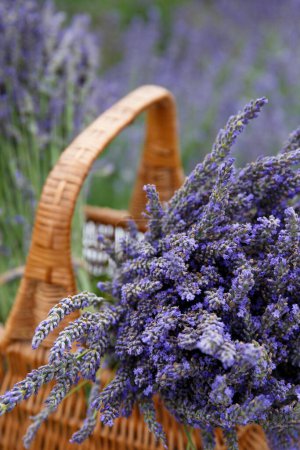 Téléchargez les photos : Large bouquets of lavender in a wicker basket on a lavender field - en image libre de droit