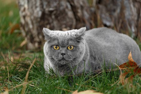 Foto de Un gato británico gordo con grandes ojos amarillos yace sobre hierba verde con hojas caídas en el parque. Obeso escocés gato gris descansando en el césped al aire libre. - Imagen libre de derechos