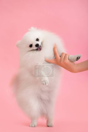 Foto de Retrato de un lindo cachorro de pomerania esponjosa. Un pequeño perro sonriente blanco se para en sus patas traseras sobre un fondo rosa brillante. - Imagen libre de derechos