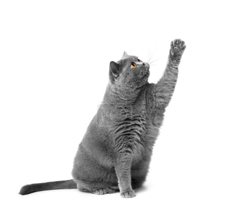 Photo for A fat funny British Shorthair cat sits on a white background and looks attentively and raises its paw up. Obesity, overweight cats, dietary specialty pet food. - Royalty Free Image