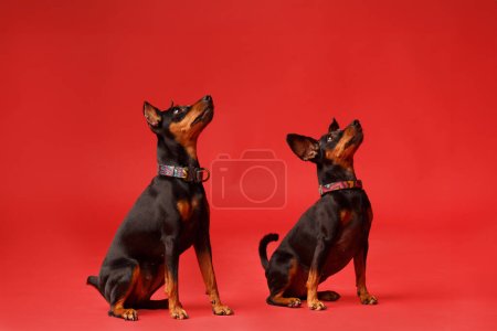 Photo for Two friendly miniature pinschers with cropped and uncropped ears and tail are sitting on a bright red background and looking attentively ahead, mini dobermans, zwergpinscher - Royalty Free Image