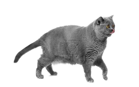 Téléchargez les photos : Un gros chat britannique gris se tient sur un fond blanc et se lèche les lèvres. Obésité des chats, alimentation, contrôle du poids - en image libre de droit