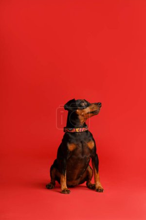Photo for Friendly purebred miniature pinscher with uncropped ears and tail sits on a bright red background and looks forward attentively, mini doberman, animal protection. - Royalty Free Image