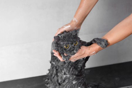 Téléchargez les photos : Chat britannique humide drôle dans la mousse de shampooing sous la douche, bain de chat, hygiène des animaux, soins, soins, processus de bain - en image libre de droit