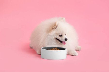 Téléchargez les photos : Portrait d'un joli chiot poméranien moelleux. Spitz chien se trouve près d'un bol de nourriture sur un fond rose avec un endroit pour un test. - en image libre de droit