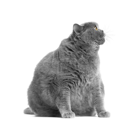 Téléchargez les photos : Un gros chat britannique gris aux grands yeux jaunes est assis sur un fond blanc. Obésité du chat écossais. - en image libre de droit
