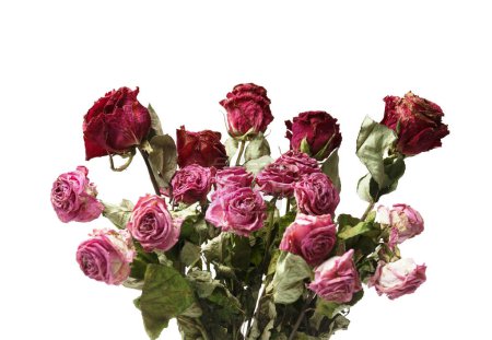 Téléchargez les photos : Bouquet de roses sèches sur fond blanc. Les roses mortes se rapprochent. Le concept de solitude, âge, tristesse, vieillesse, amour malheureux, perte. - en image libre de droit