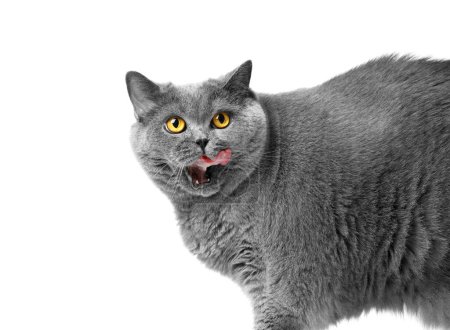 Téléchargez les photos : Gras gris britannique chat lèche après avoir mangé, isolé sur blanc, espace de copie. Obésité, alimentation, perte de poids d'un chat écossais, publicité pour les chats en surpoids. - en image libre de droit