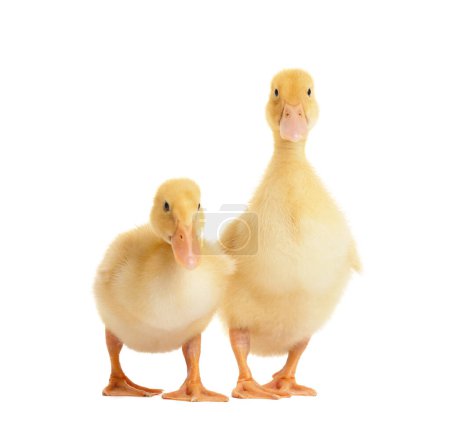 Photo for Cute ducklings on a white background. Two little curious ducklings in funny poses on white isolated. - Royalty Free Image