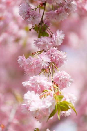 Téléchargez les photos : Branches luxuriantes d'un sakura fleuri, fleurs doubles roses de cerisier japonais. Fond floral printanier. Un arbre en fleurs. Les branches de Sakura sont densément parsemées de fleurs. - en image libre de droit