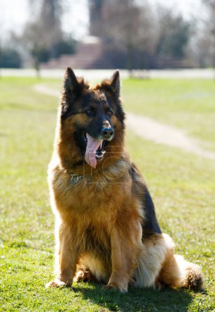 Foto de Un perro pastor adulto de raza pura se sienta sobre hierba verde en un parque en un día soleado. Un perro grande se sienta con la lengua fuera. - Imagen libre de derechos