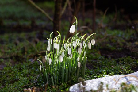 Téléchargez les photos : Blooming snowdrops with water drops in the sun. Snowdrop flowers in the forest. First spring flowers. Galanthus nivalis. - en image libre de droit