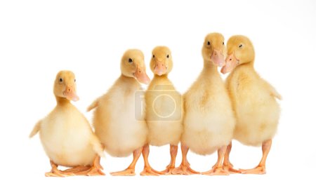 Photo for Several cute ducklings in funny poses on white isolated. Little curious ducklings stand in a row on a white background and look at the camera. Young growth of a poultry. - Royalty Free Image