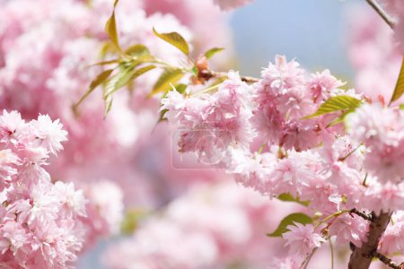 Lush branches of a blossoming sakura tree, pink double flowers of Japanese cherry. Spring floral background. Blooming tree. Sakura branches are densely strewn with flowers.