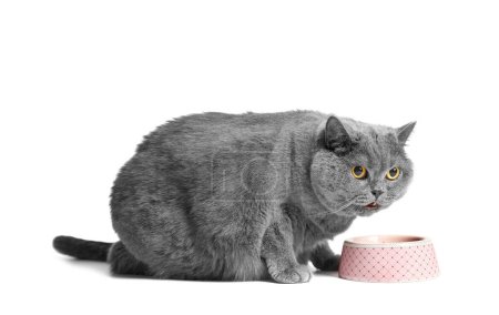 Téléchargez les photos : Un chat britannique gris gras mange des aliments diététiques secs pour chats en surpoids à partir d'un bol en céramique rose sur un fond blanc. Obésité du chat écossais. - en image libre de droit