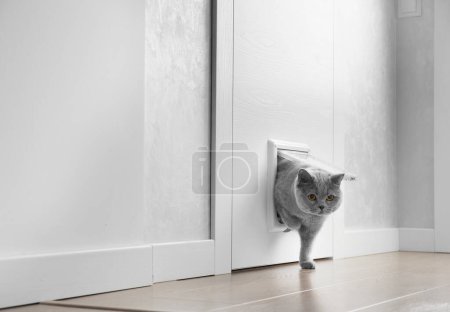 A British gray cat walks through a cat flap, cat hatch installed in a door and looks into the camera, a pet door in an apartment interior.