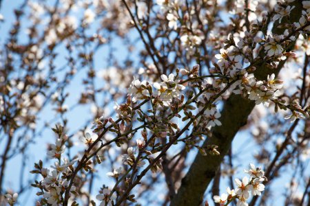 Téléchargez les photos : Les arbres fruitiers fleurissent au printemps. Fleurs d'abricot sur la branche contre le ciel bleu. Nature, monde respectueux de l'environnement. - en image libre de droit