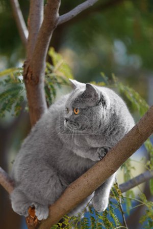 Foto de Gato británico doméstico sentado en un árbol. Caminando mascotas afuera. Un gato escocés trepó a una rama de árbol y parece asustado. - Imagen libre de derechos