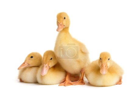 Photo for Cute little ducklings in funny poses stand, sit and lie on white isolation. A group of ducklings on a white background. Young poultry. - Royalty Free Image