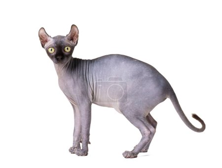 Photo for A cute, playful purebred Don Sphynx cat with elven ears stands on a white background and looks into the camera with interest, a bald cat - Royalty Free Image