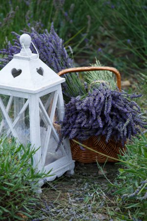 Téléchargez les photos : Bouquets de lavande dans un panier en osier et une lanterne vintage sur un champ de lavande. Fond romantique floral. - en image libre de droit