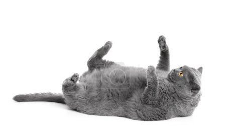 Téléchargez les photos : Un gros chat britannique couché sur le dos avec ses pattes levées sur un fond blanc. Surpoids chat écossais posant drôle, obésité des animaux de compagnie. - en image libre de droit