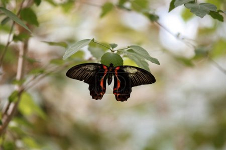 Scharlachroter Mormonenfalter Papilio rumanzovia (Papilio deiphobus rumanzovia). Tropischer Waldschwalbenschwanz-Schmetterling auf einem grünen Blatt eines Baumes.