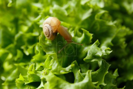 Kleine Schnecke auf frischen grünen Salatblättern, aus nächster Nähe. Die Schnecke frisst Salatblätter, Illustration einer gesunden Ernährung, die Vorteile von pflanzlicher Nahrung.