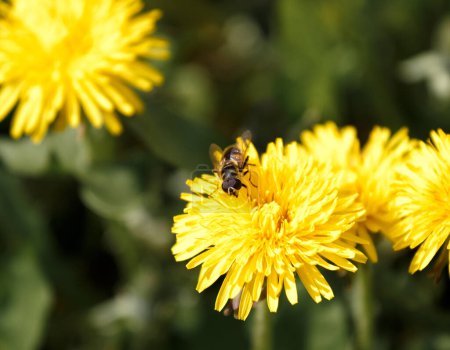 Téléchargez les photos : Une abeille sur un pissenlit recueille du nectar, fond vert flou, gros plan. Fleurs de printemps jaune vif pissenlits au soleil, environnement, écologie - en image libre de droit